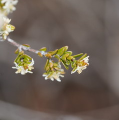 Pseudanthus ovalifolius