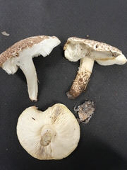 Verrucosporaceae
