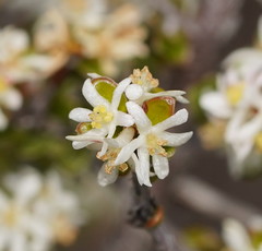 Pseudanthus ovalifolius