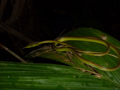 Oxybelis brevirostris