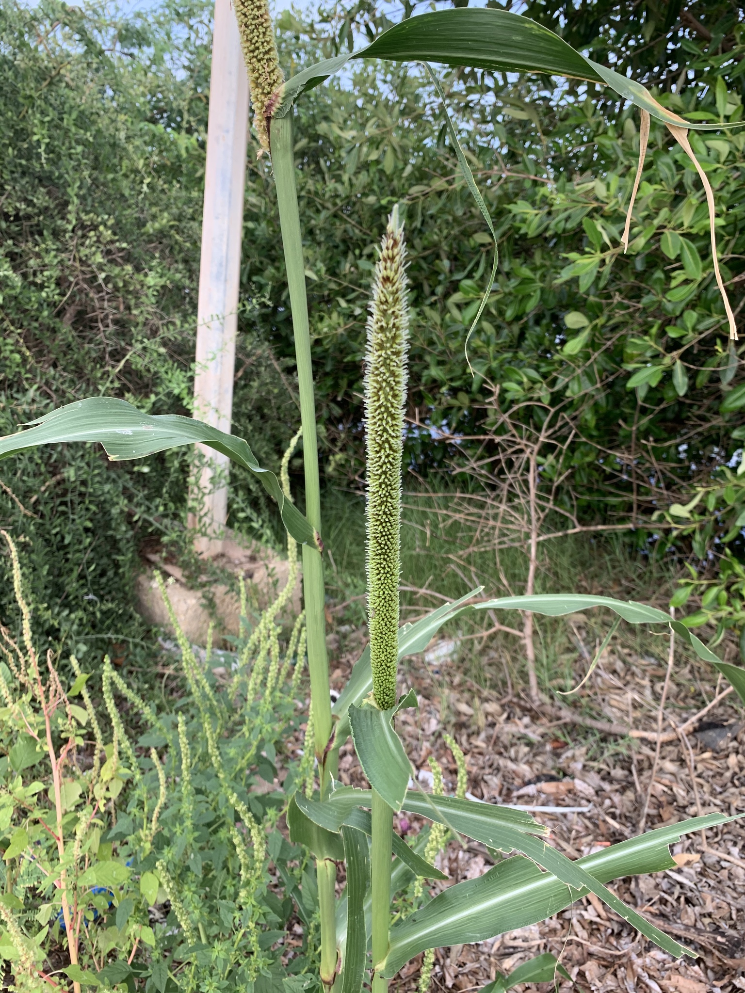 (c) Manoli Strecker, certains droits réservés (CC BY-NC) https://www.inaturalist.org/observations/34448370