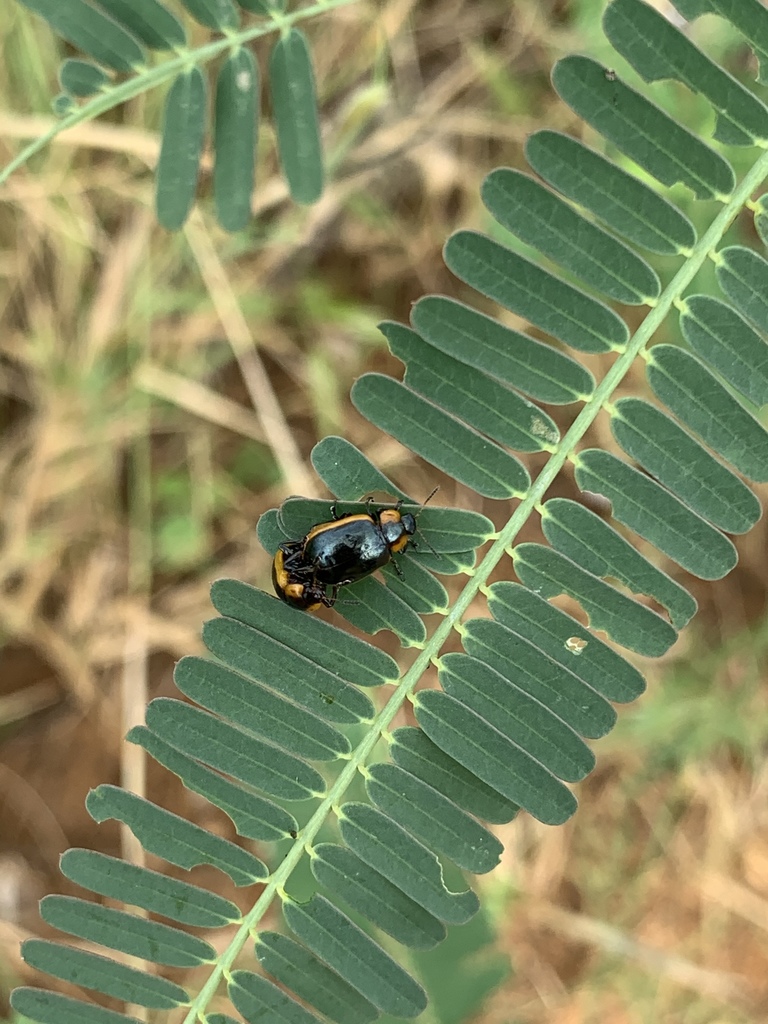 Mesoplatys