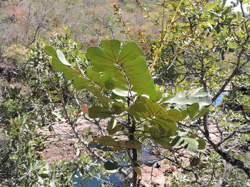 Homalolepis trichilioides (Homalolepis trichilioides)