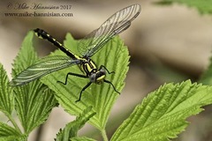 Hylogomphus abbreviatus