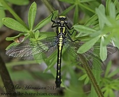 Hylogomphus abbreviatus