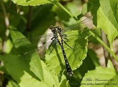 Hylogomphus abbreviatus