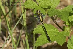 Hylogomphus abbreviatus