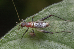 Homoeoxipha lycoides