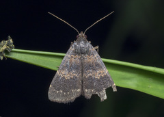 Hydrillodes hemusalis