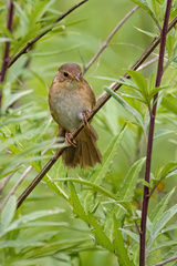 Sichuan Bush Warbler photo 2