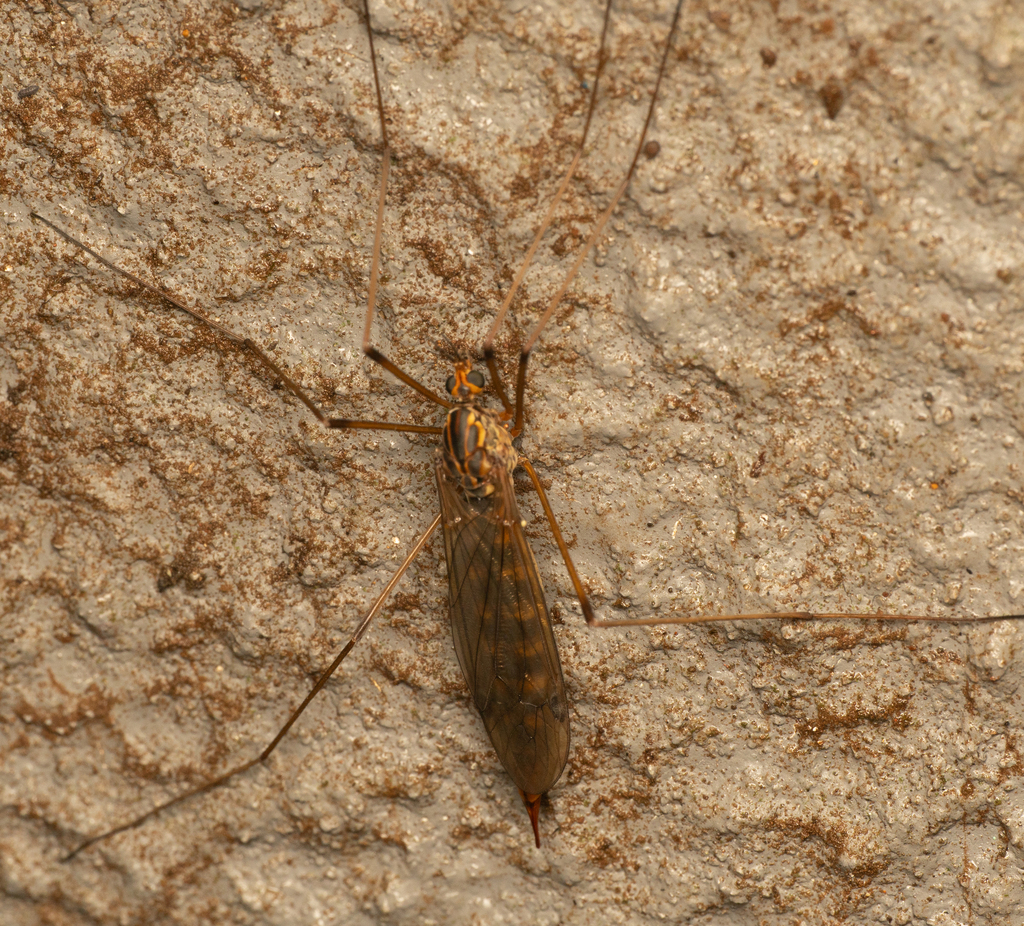 Nephrotoma brevipennis