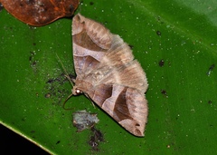 Bastilla arcuata