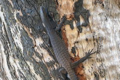 Varanus tristis