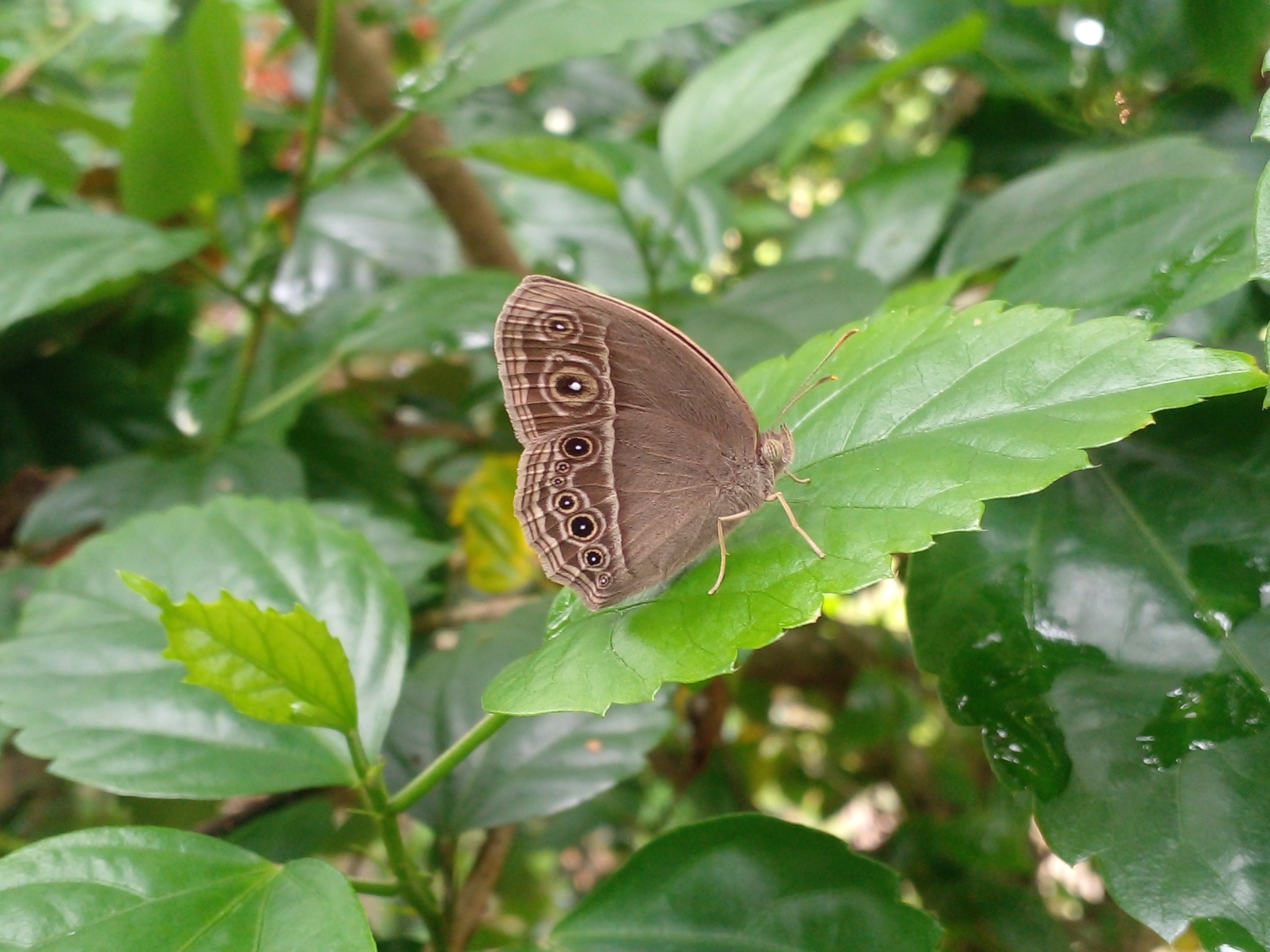 Dark-Branded Bushbrown