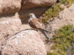 Falco cenchroides cenchroides