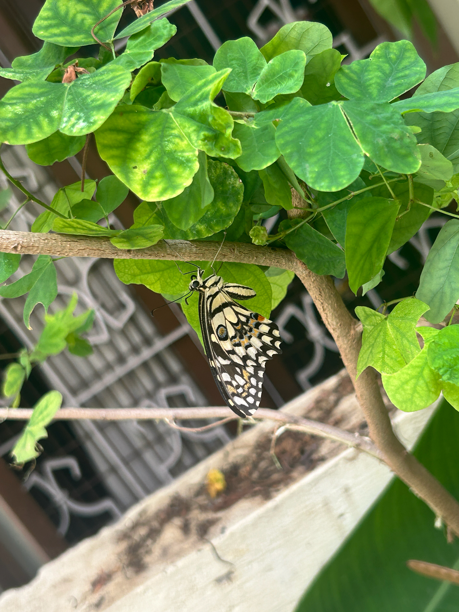 Lime Swallowtail