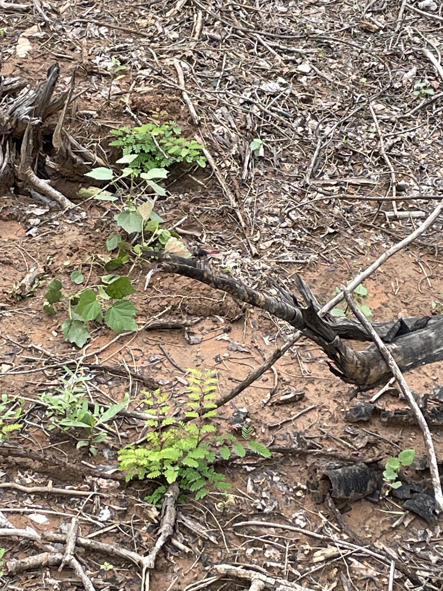 Crimson-Tailed Marsh Hawk