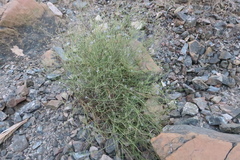 Lavandula subnuda