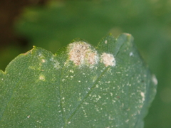 Podosphaera macularis