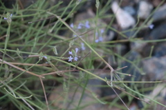 Lavandula subnuda