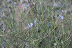 Lavandula subnuda