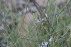 Lavandula subnuda