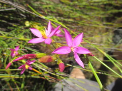 Chironia jasminoides