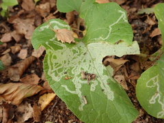 Phytomyza lappae
