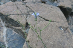 Lavandula subnuda