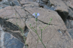 Lavandula subnuda