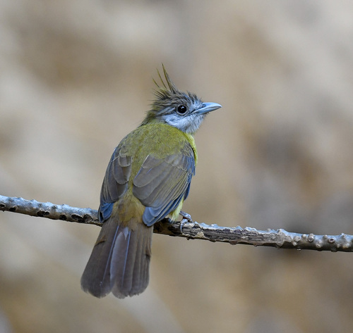 White-throated Bulbul (Alophoixus flaveolus), photo 2