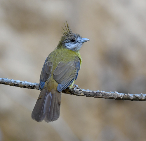 White-throated Bulbul (Alophoixus flaveolus), photo 3