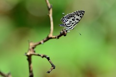 Castalius rosimon