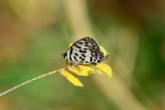 Castalius rosimon