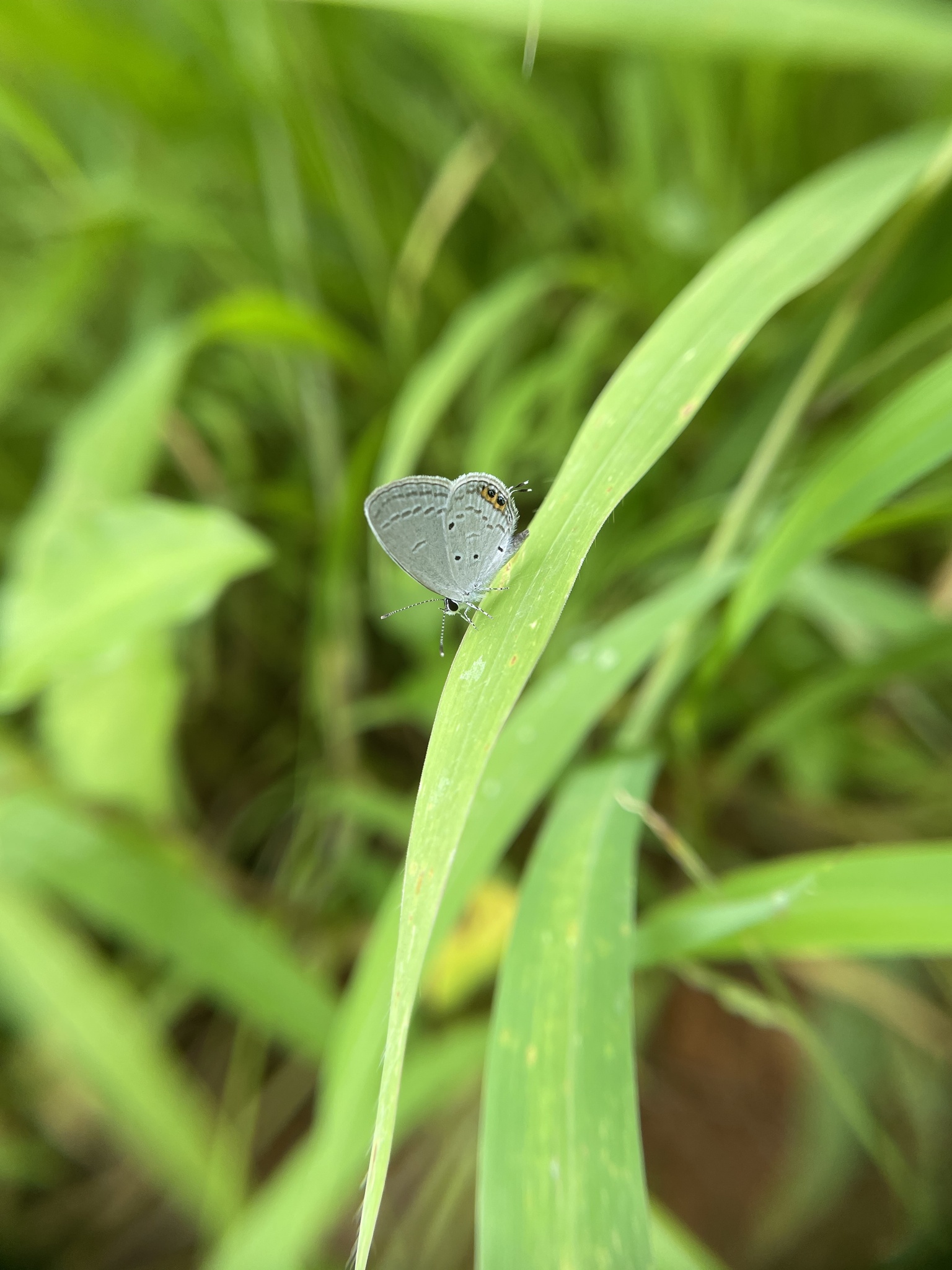 Orange-Crowned Cupid