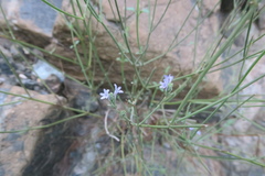 Lavandula subnuda