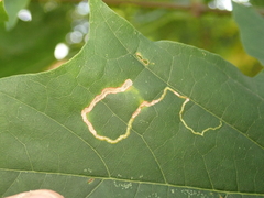Stigmella aceris