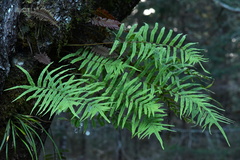 Polypodium rhodopleuron