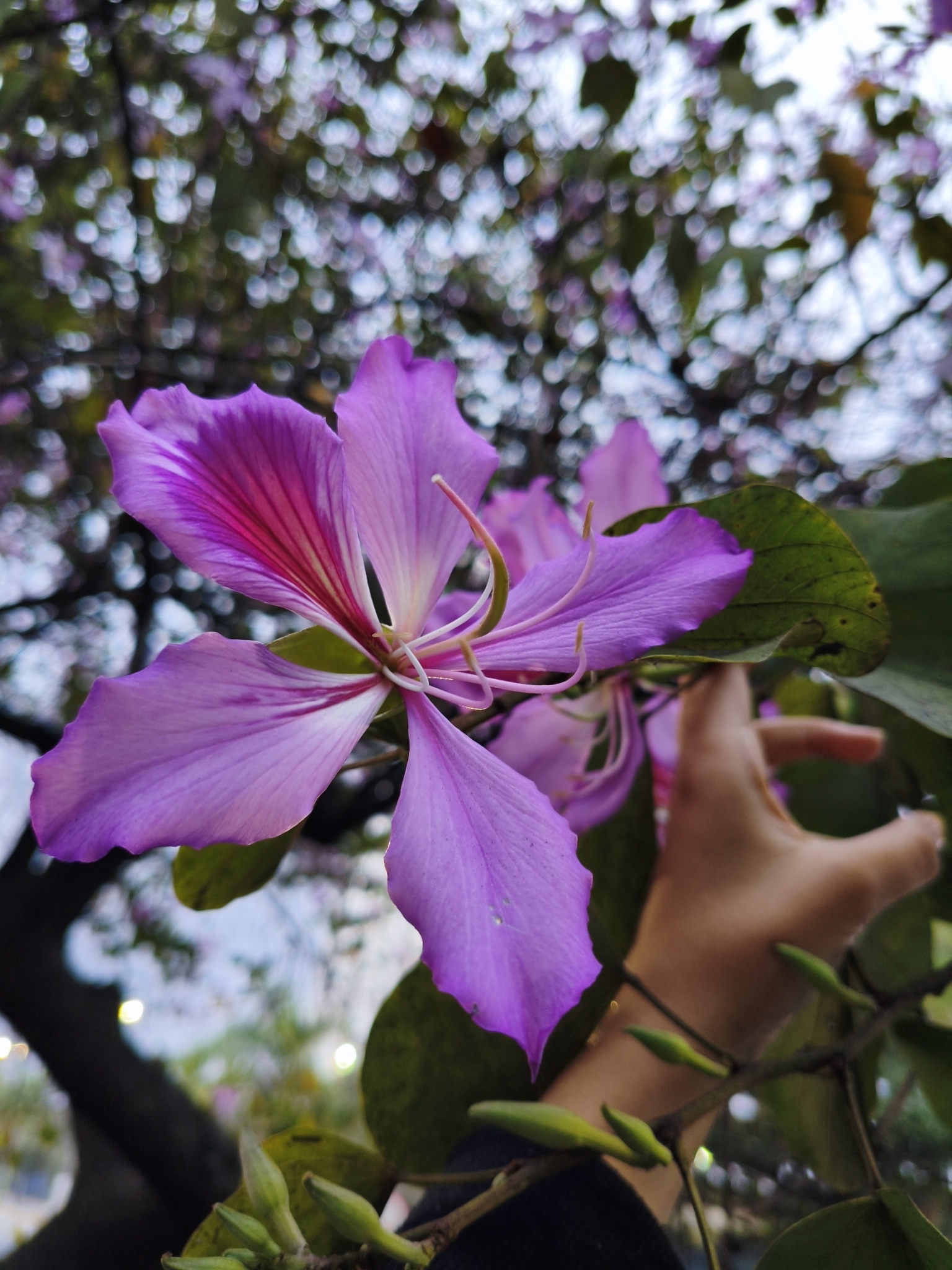 Bauhinia variegata