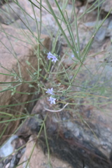 Lavandula subnuda
