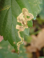 Agromyza flaviceps