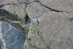 Lavandula subnuda