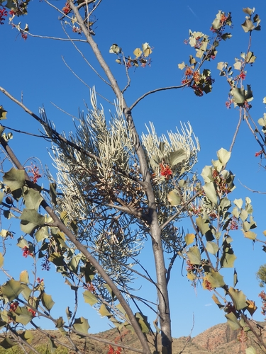 Hakea Mistletoe (Amyema gibberula)