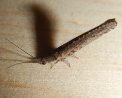 Stenobiella