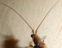 Stenobiella