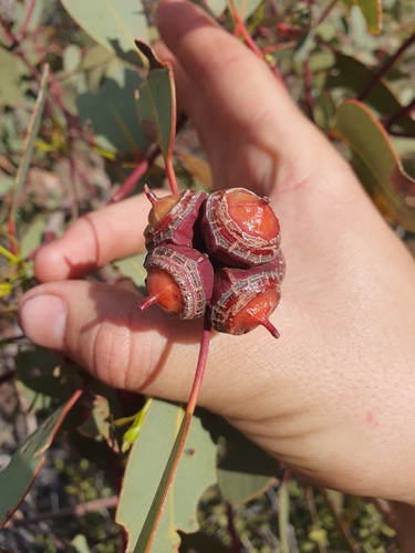 Finke River mallee (Eucalyptus sessilis)