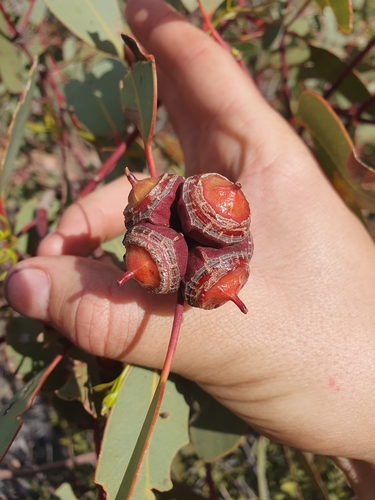 Eucalyptus sessilis, photograph 2