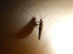 Stenobiella