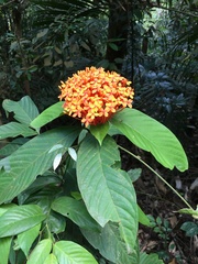 Ixora congesta