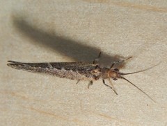 Stenobiella
